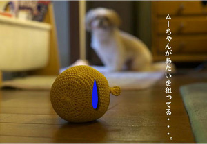 ひよこを狙う
