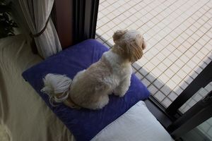 窓際好き