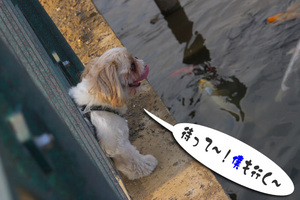 鯉発見２
