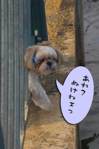 鯉発見３