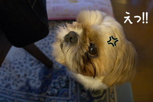 おやつの催促５