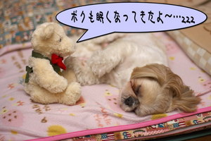 クマさんと寝る１