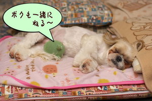 カエルと寝る１
