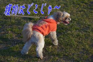 獲物を探す