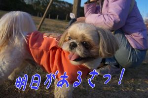 明日があるさ