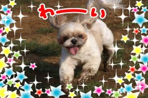 泥んこ王子