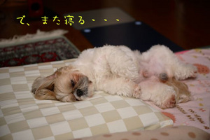 また寝る