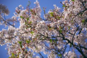 桜