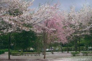 桜