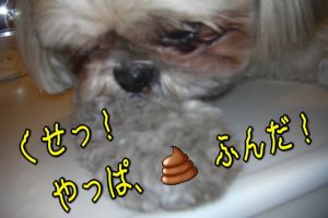 やっぱふんだ
