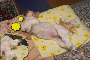 夢でお散歩４