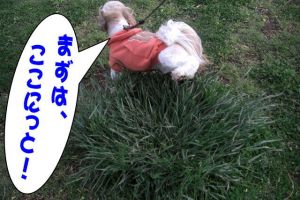 お散歩２