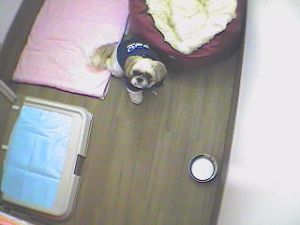 留守番中