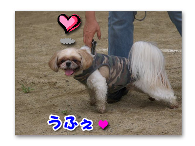 こらはなせ