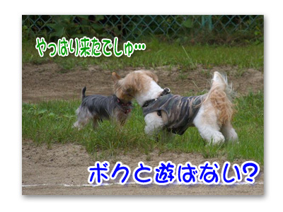 チーズちゃん狙われる