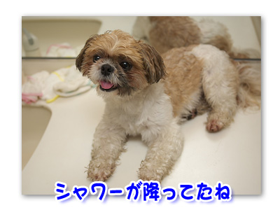 ずぶ濡れムーグ２