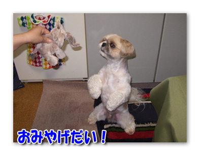 おみやげだい！