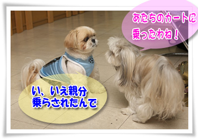 あたちのカートに乗ったわね