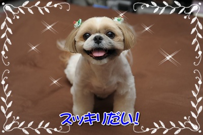 スッキリだい！