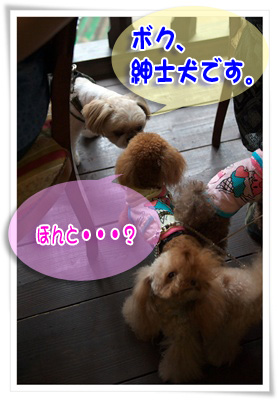 紳士犬です