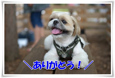 ありがとう！