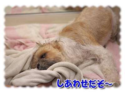 しあわせだぞ