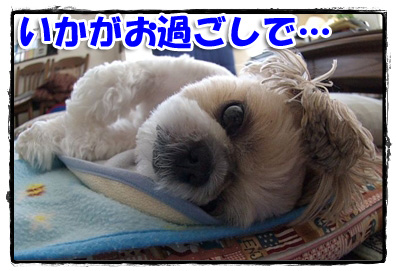 いかがお過ごしで?