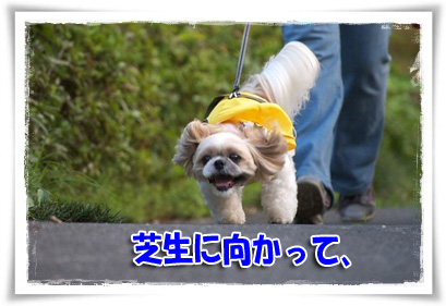 芝生に向かって