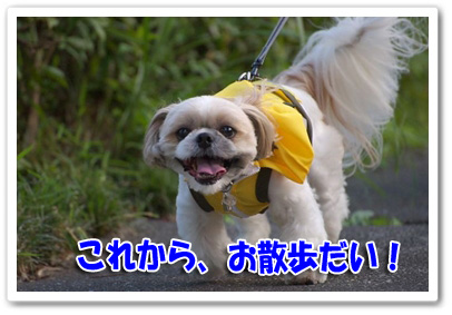 これからお散歩だい！
