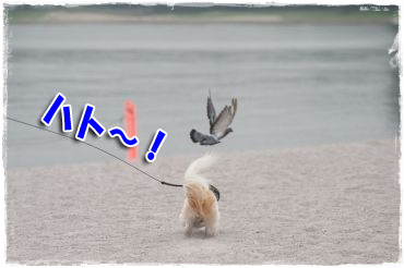 ハト～！