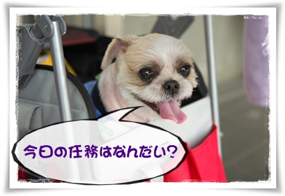 今日の任務はなんだい？