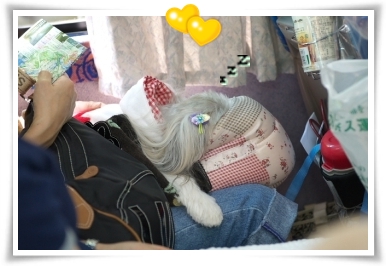 らぶちゃんのお昼寝