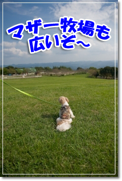 マザー牧場も広いぞ～