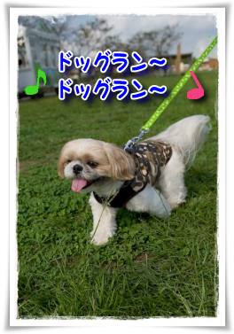 ドッグラン～