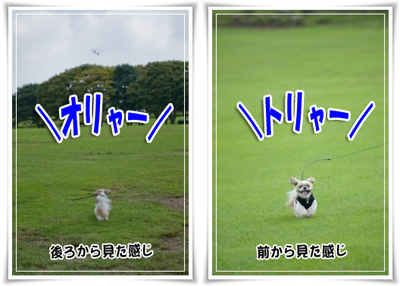オリャーﾄﾘｬｰ