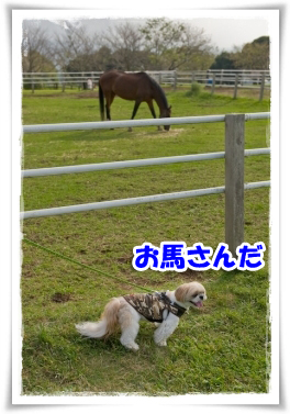 お馬さんだ