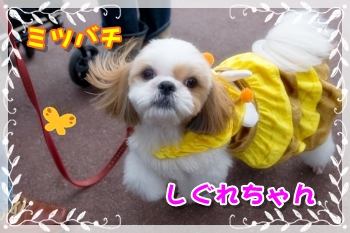 ミツバチしぐれちゃん