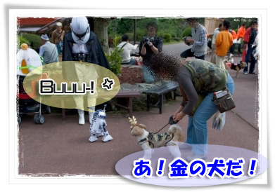 あ！金の犬だ！