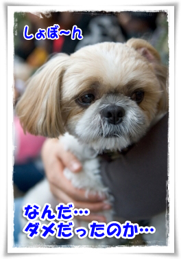 なんだダメだったのか
