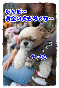金の犬もはずれか…Zzz