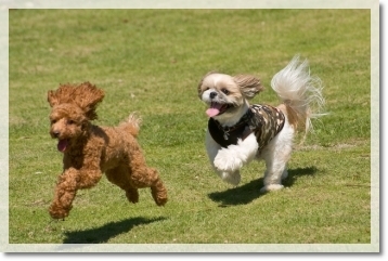 いつものストーカー犬です